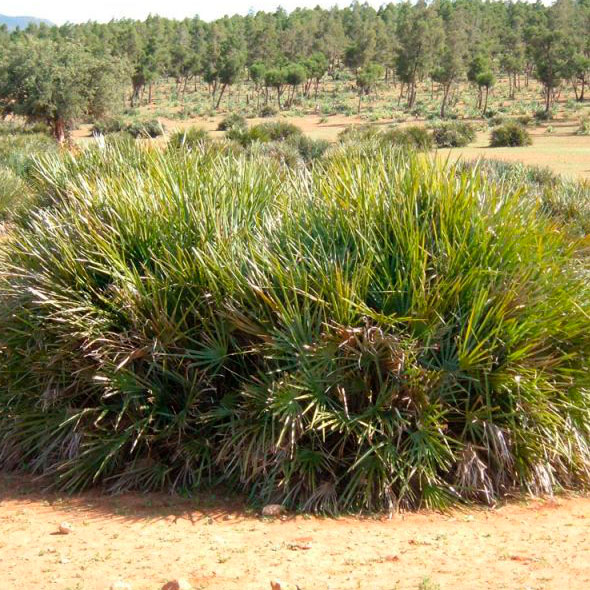 Doum Chamaerops Humilis Maroc Vision Originale Marrakech