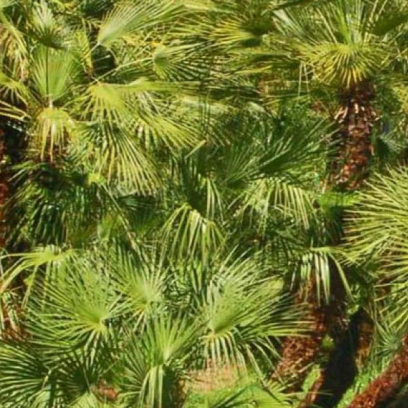 Doum Chamaerops Humilis Maroc Vision Originale Marrakech